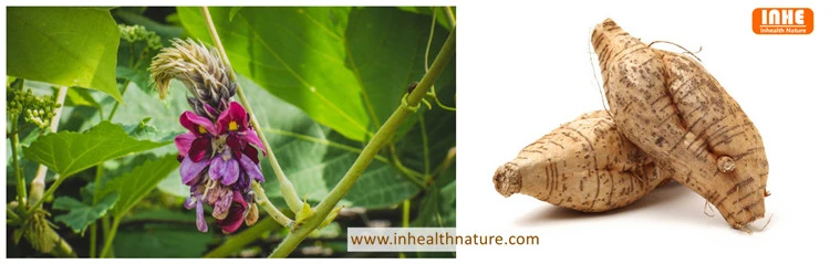 Kudzu Flower and Kudzu Root Kudzu Flower and Kudzu Root