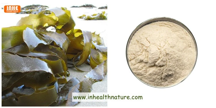 Brown Algae and Fucoidan Extract Powder Brown Algae and Fucoidan Extract Powder