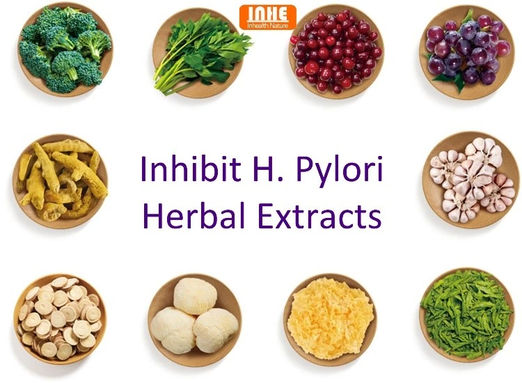 Herbal Extracts that Inhibit H Pylori Herbal Extracts that Inhibit H Pylori