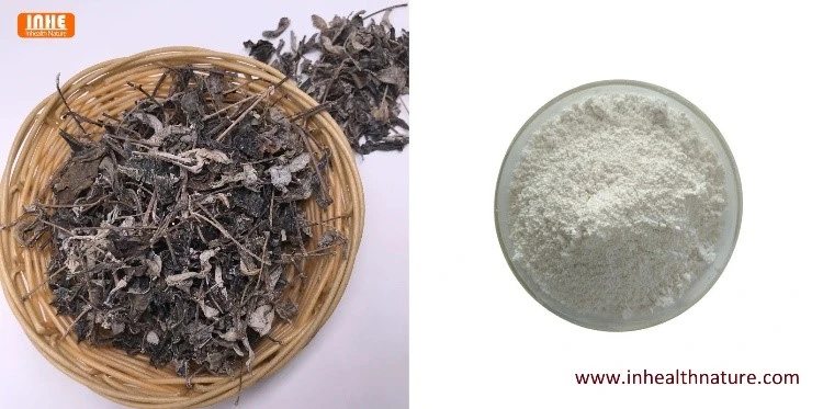 Dried Vine Tea and Vine Tea Powder Dried Vine Tea and Vine Tea Powder
