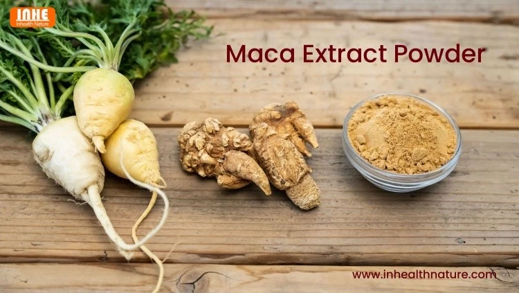 Maca Extract Maca Extract